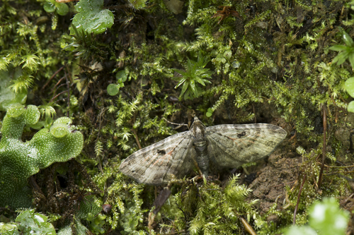 Eupithecia nuceistriga