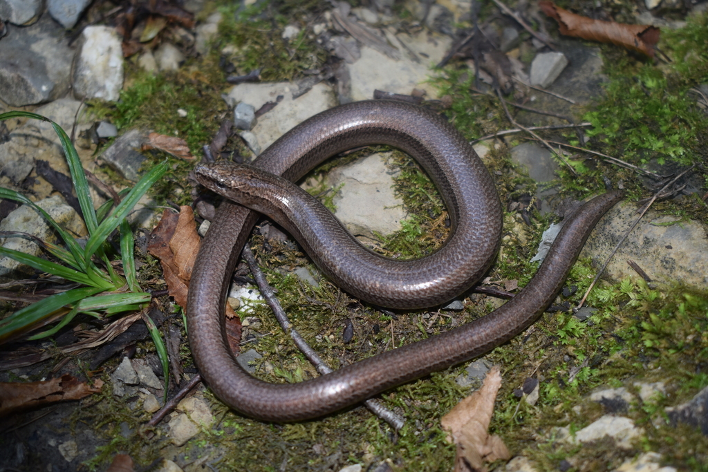 Бұзылған порно көру Жағажайдағы жалаңаш нудистердің видеосы