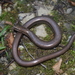 Eastern Slowworm - Photo (c) Alexey Katz, some rights reserved (CC BY-NC), uploaded by Alexey Katz