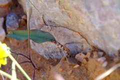 Lachenalia bolusii