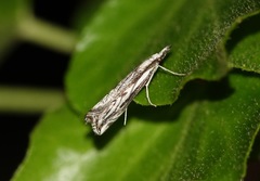 Catoptria staudingeri