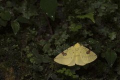 Opisthograptis punctilineata