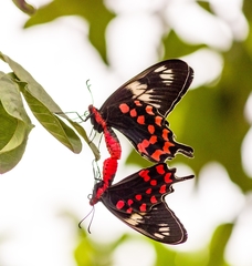 【ペア】ヘクトールベニモンアゲハ（インド産） ヘクトールベニモンアゲハ (Pachliopta hector) · iNaturalist