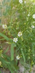 Spergularia flaccida