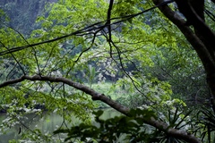 Millettia