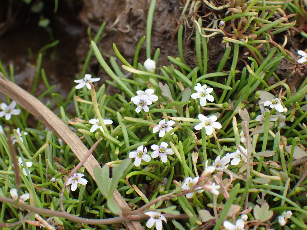 Limosella longiflora (Limosella longiflora)