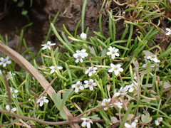 Limosella longiflora