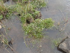 Limosella longiflora