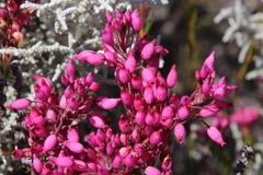 Erica inflata