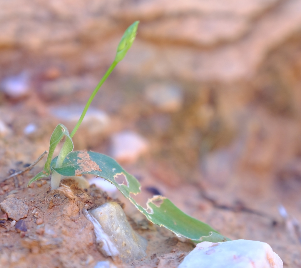 Ornithogalum puberulum