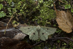 Chlorodontopera discospilata