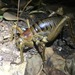 Poor Knights Giant Weta - Photo (c) Edin Whitehead, some rights reserved (CC BY-NC-ND), uploaded by Edin Whitehead
