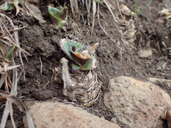 Ledebouria ovatifolia
