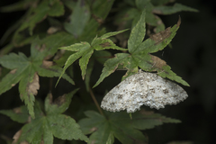 Ectropis arizanensis