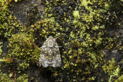 Blenina quinaria