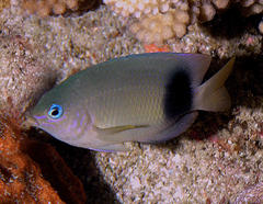 Plectroglyphidodon johnstonianus