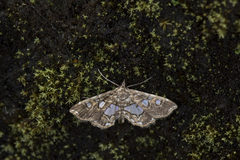 Paracymoriza taiwanalis