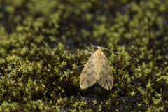 Hemipsilia coavestis