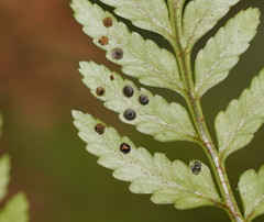 Rumohra adiantiformis