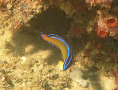 Pseudochromis dutoiti