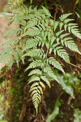 Rumohra adiantiformis