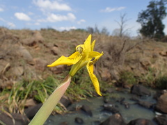 Moraea huttonii