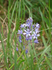 Scilla litardierei