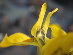 Moraea huttonii