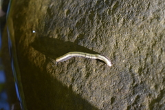 Pachyiulus krivolutskyi