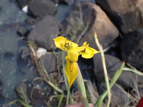 Image of Moraea huttonii by (c) Mahomed Desai, some rights reserved (CC BY)