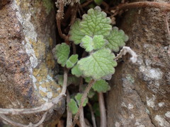 Coleus grandidentatus