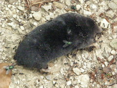 Talpa europaea