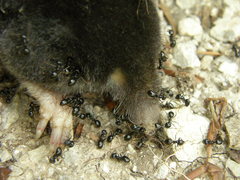 Talpa europaea