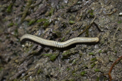 Pachyiulus krivolutskyi