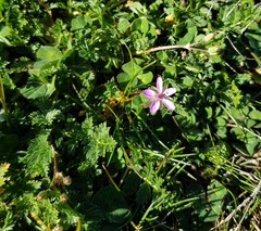 Erodium cicutarium cicutarium