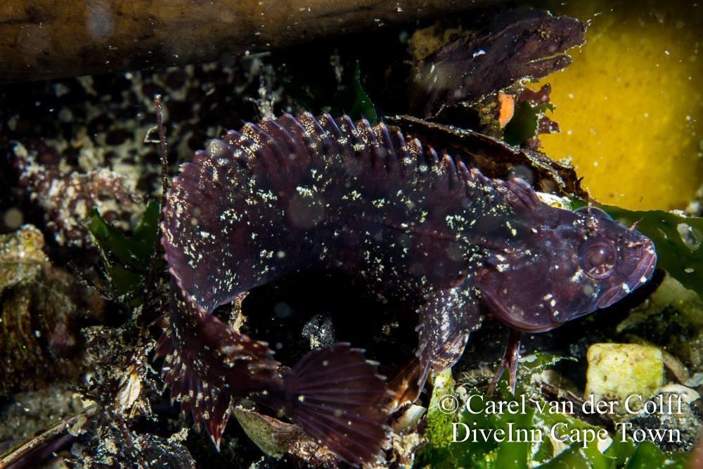 Short-Tassel Weedfish