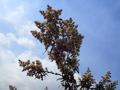 Buddleja salviifolia