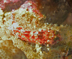 Synchiropus stellatus