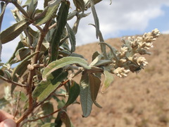 Buddleja salviifolia
