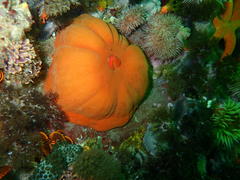 Pseudactinia flagellifera