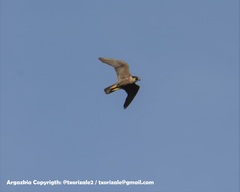 Falco peregrinus brookei
