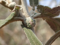 Buddleja salviifolia