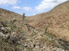 Buddleja salviifolia