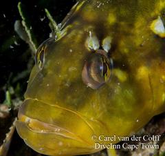 Clinus superciliosus