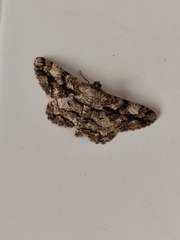 Peribatodes umbraria