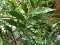 Smelophyllum capense