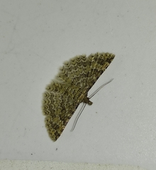 Alucita hexadactyla