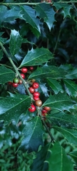 Ilex colchica
