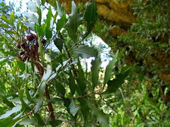 Smelophyllum capense