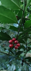 Ilex colchica